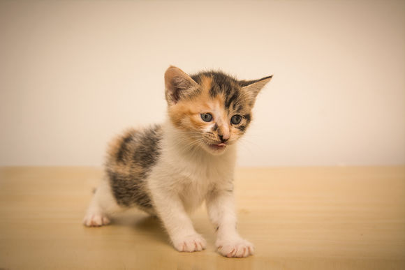 万州哪里有猫猫卖？-2.jpg