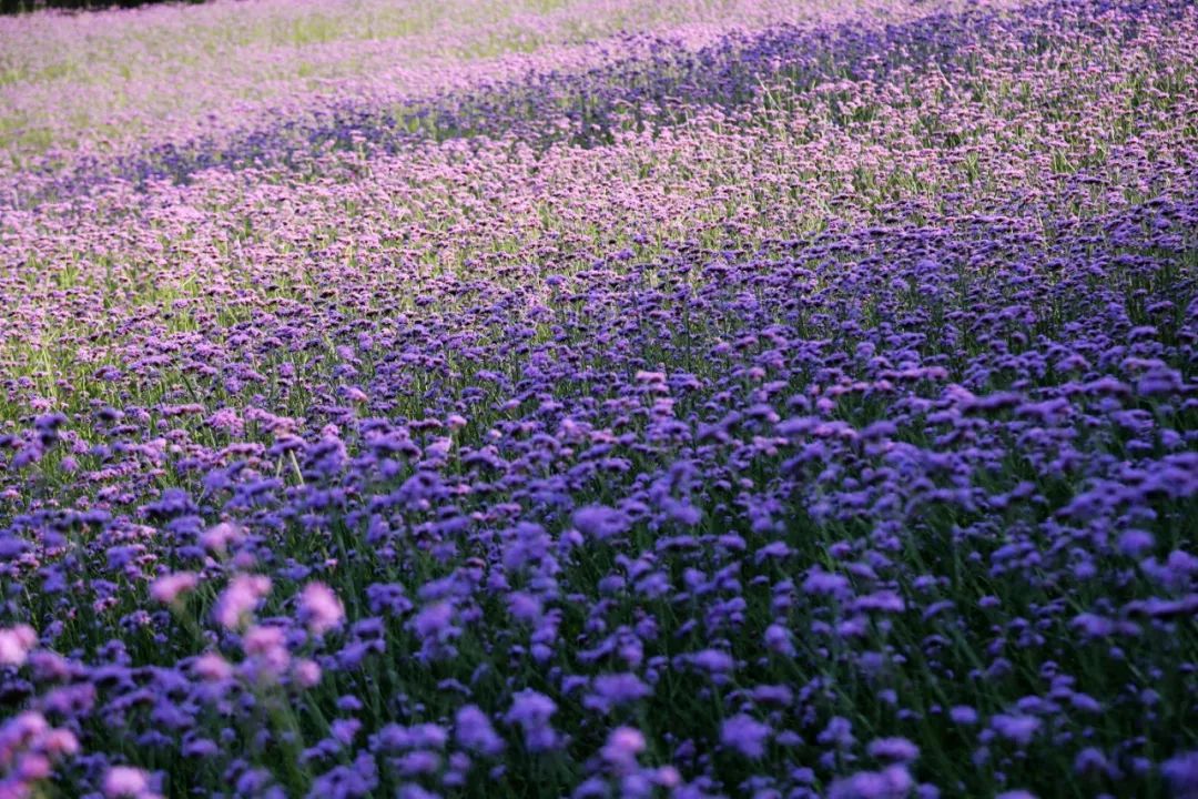 万州花海