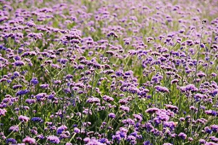 万州花海