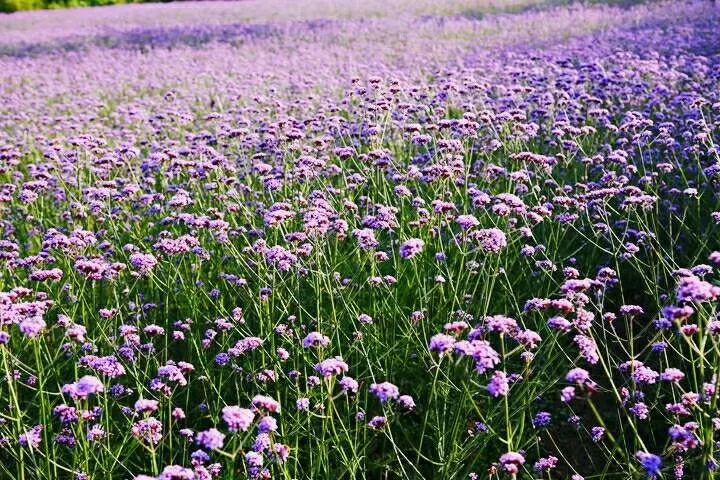 万州花海