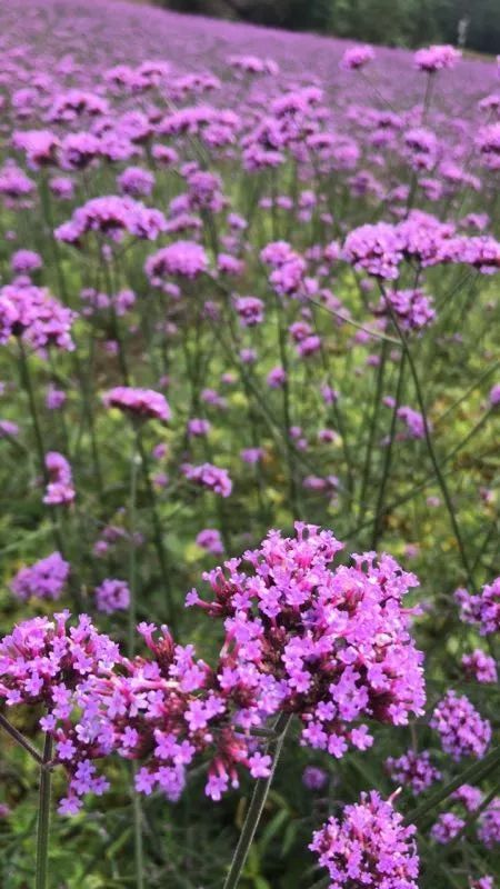 万州花海