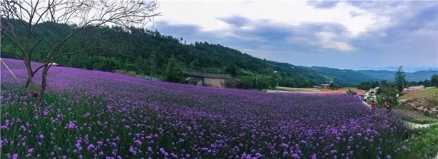 万州花海