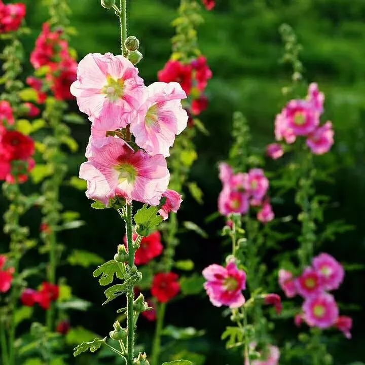 万州花海