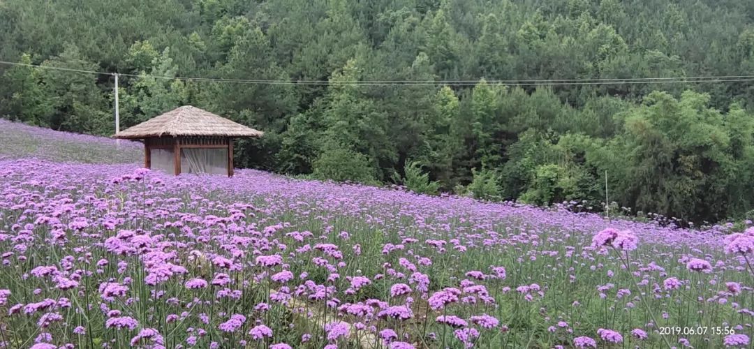 万州花海