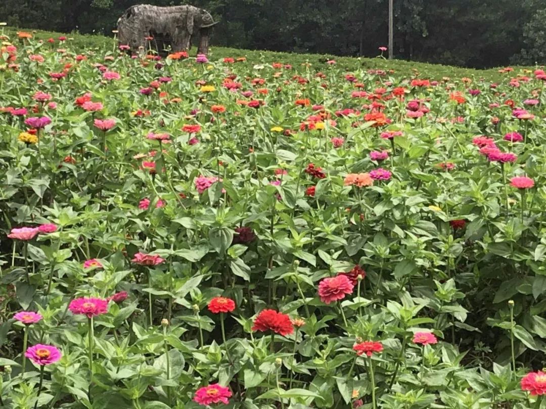 万州花海