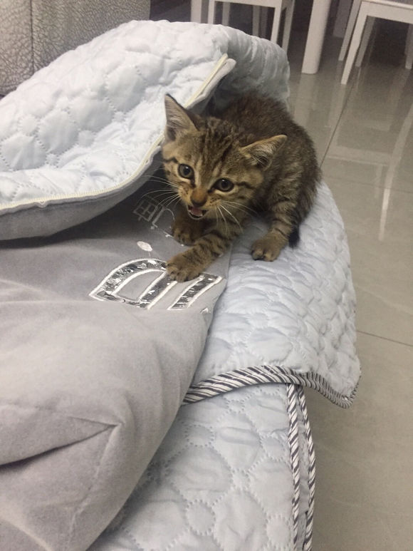要小土猫的自己来拿，观音岩-3.jpg