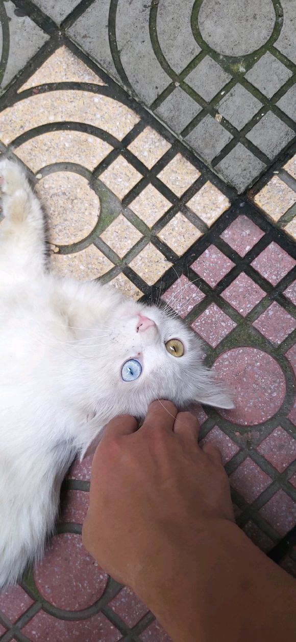 这只流浪猫，大家怎么看？坐标王家坡菜市场，汉马酒店上行。-2.jpg