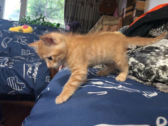 【每日一水】球帮我家小猫咪起个名字～-2.jpg