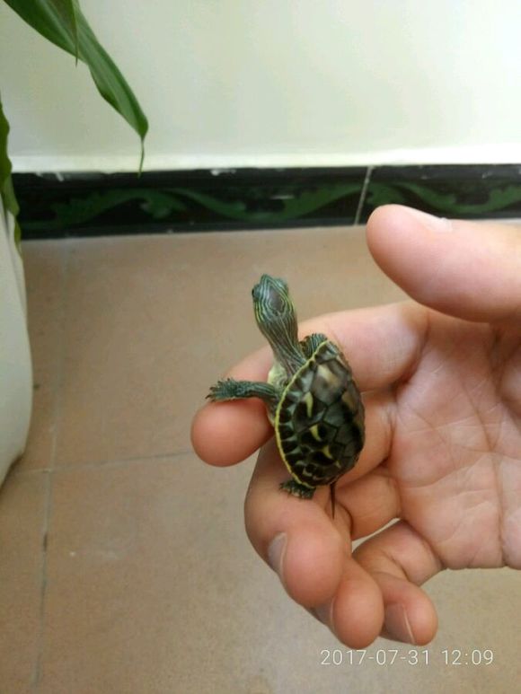 有没有养龟的一起来晒一下啊!!。。。。多图，慎入！！！！！！！-1.jpg