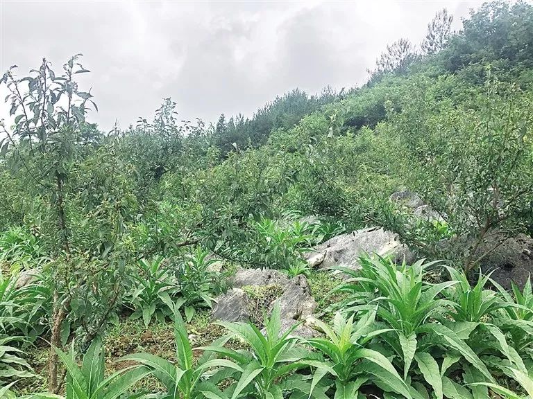万州南部边陲走马镇