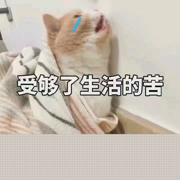 万能的这里啊 请告诉我万州汽车站让不让带猫啊 （长途）不行的-1.jpg
