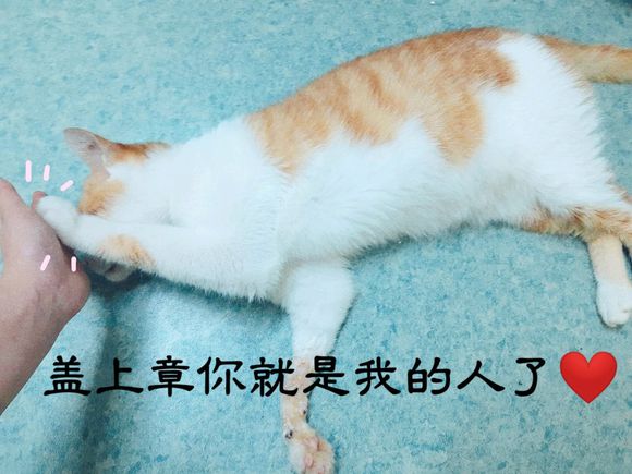 我们的大橘猫-3.jpg