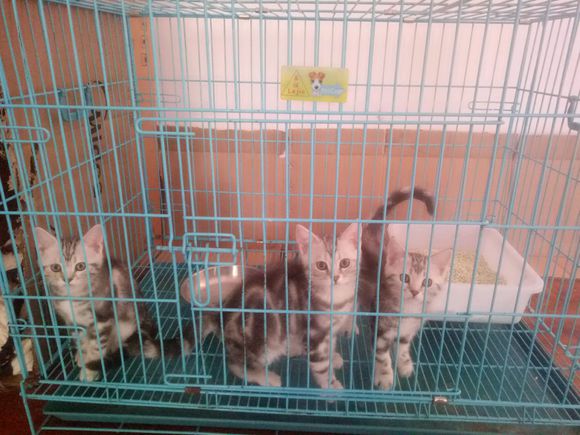 美短小猫猫找新家-2.jpg