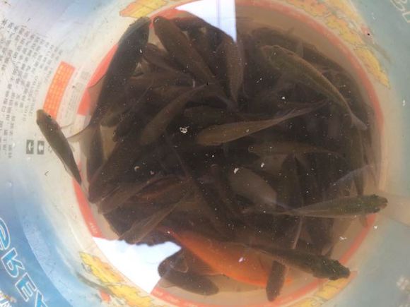 找万州爱好钓鱼的钓友，大家一起-3.jpg