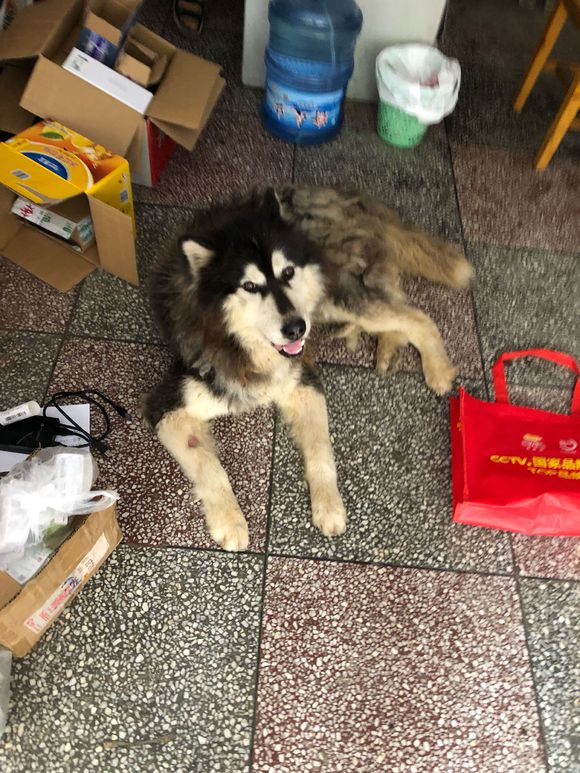 谁的阿拉斯加走丢了，有项圈。目前在水电校没动。在线等-4.jpg
