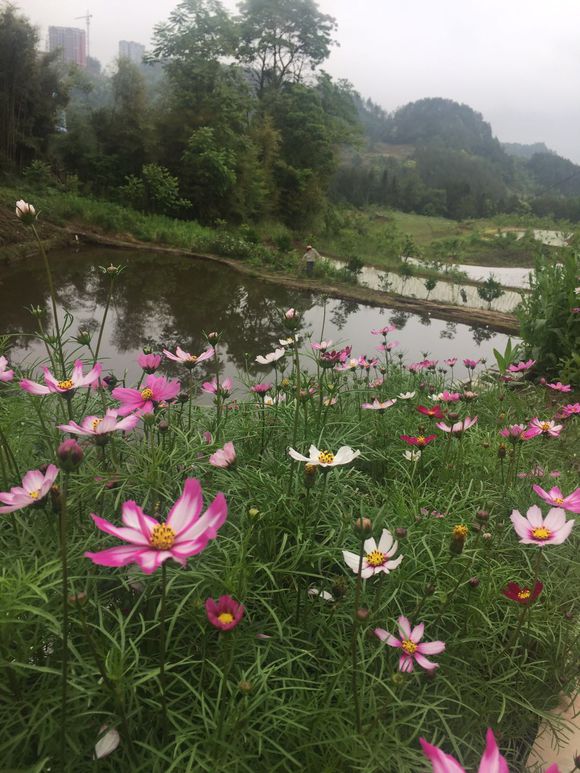 苏马荡自建民宿，懂的来-7.jpg