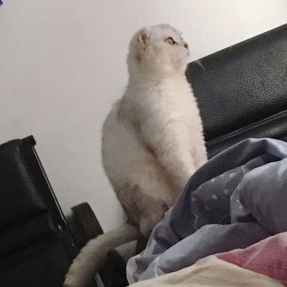 想养猫。问一下养猫一个月消耗大概多少啊？？还有就是有没有卖猫-1.jpg