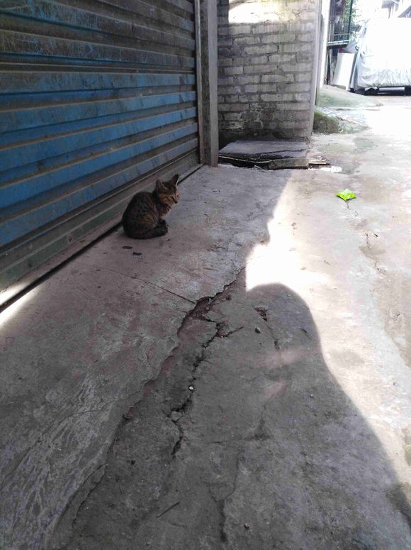 一只2-3月的小狸花猫需要爱猫人士领养，刚买的猫粮可一起带走-1.jpg