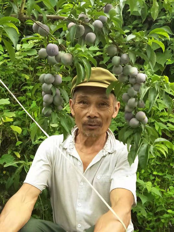 听说桃慌李饱，我家都有怎么办-4.jpg