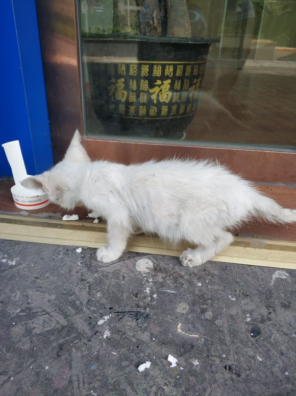 流浪小猫，蓝色眼睛，波斯猫血统？？坐标北山棉花地下面。有没有-5.jpg
