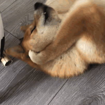 大型犬在万州洗澡 剪毛都是什么价位啊阿拉斯加那种的-1.jpg