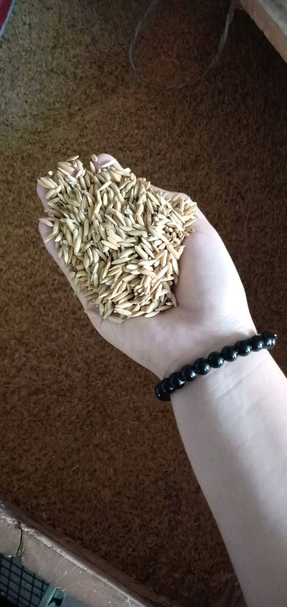 有人买米吗？ 去年的新米-1.jpg