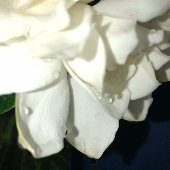 万州这个时候还有栀子花卖么？我在北碚买到栀子花了，，，-2.jpg