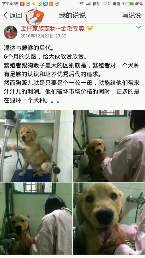 【宝仔家族，万州第一家专业繁殖金毛的犬舍】-1.jpg