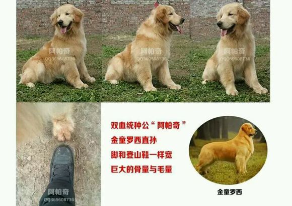 【宝仔家族，万州第一家专业繁殖金毛的犬舍】-1.jpg