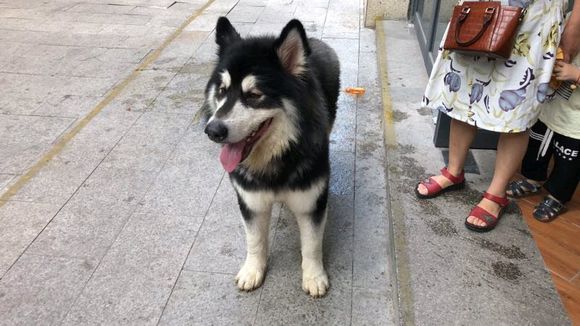 阿拉弟弟找领养，由于主人一直没来找，宠物店不收留了，有喜欢狗-2.jpg