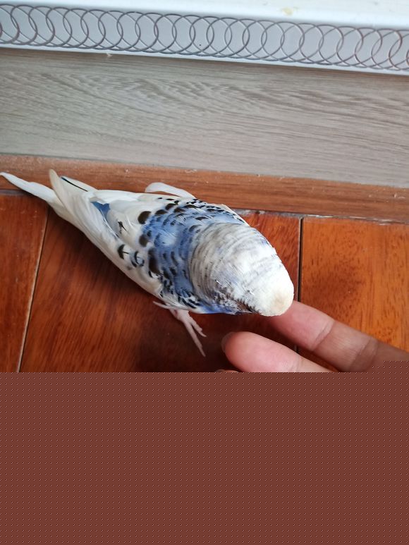 送虎皮鹦鹉，五桥自提，方便的话我也可以顺便送-5.jpg