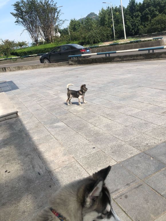 谁家狗狗走丢了啊？-1.jpg