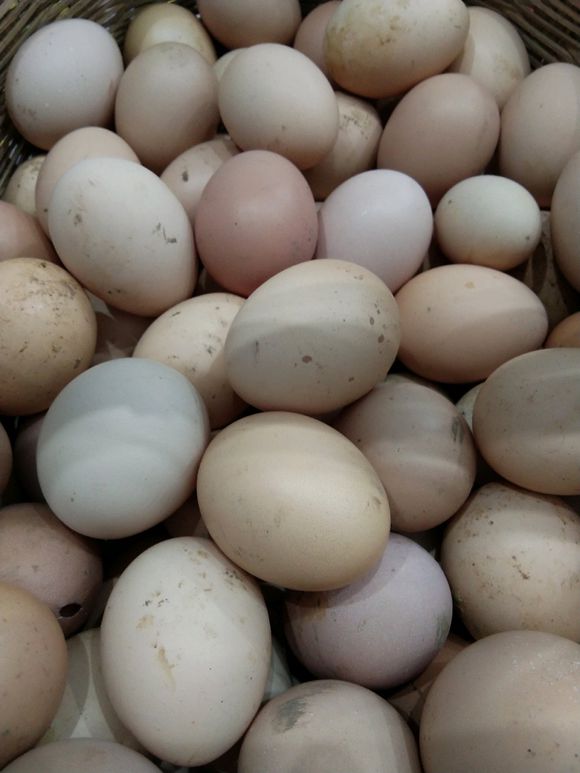 散养土鸡（现存300只左右）   土鸡蛋（每天可以有一斤☞现-1.jpg