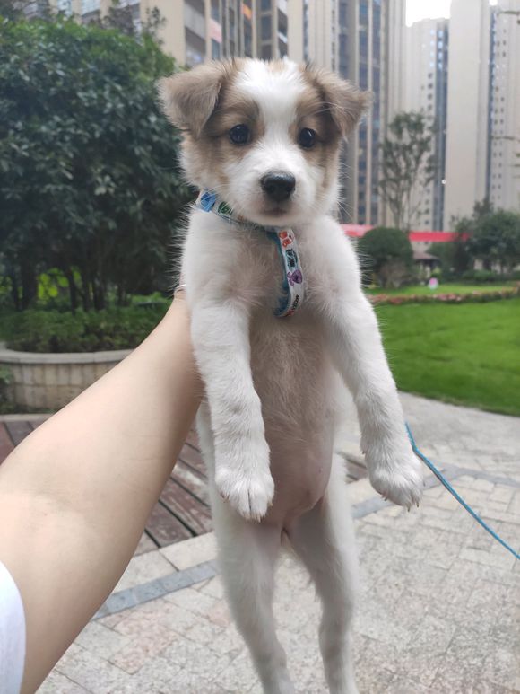小土狗求收养，免费的，到重百来拿就是-2.jpg