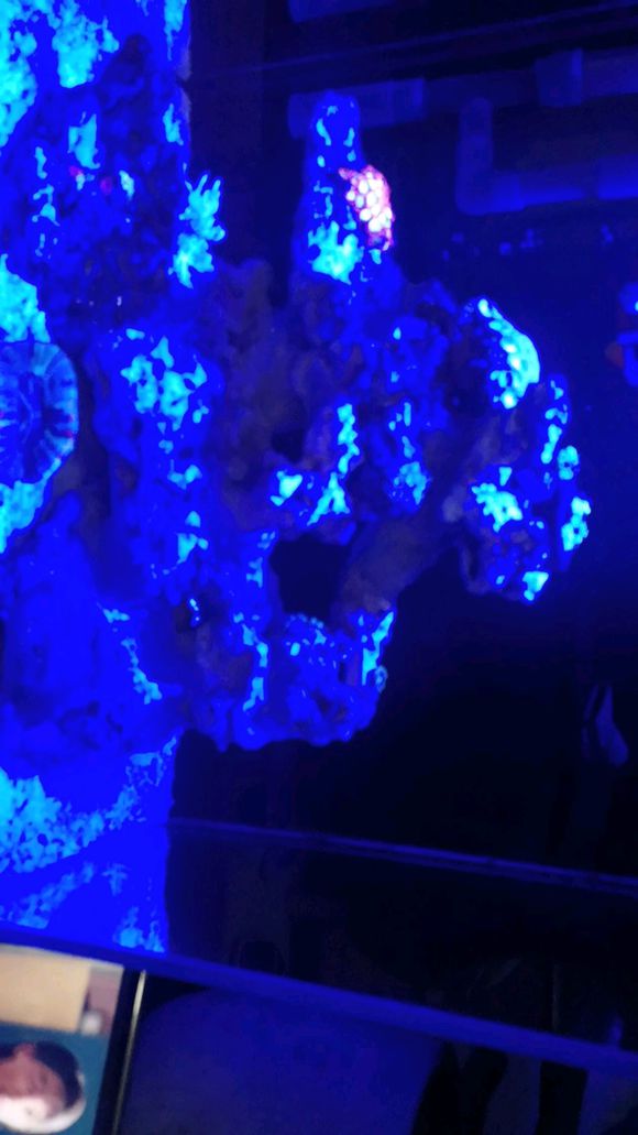 万州有没有海水店，想买一只黄金吊，有知道告诉我一下可以吗？-1.jpg