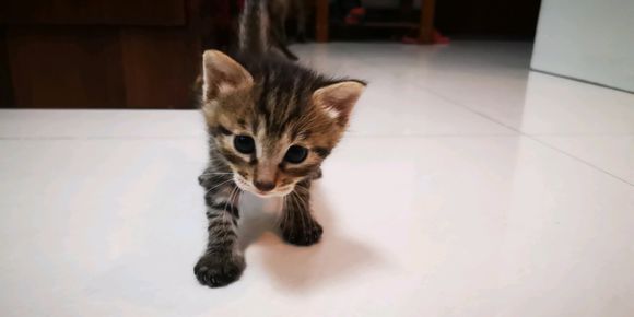 有领养小猫的，寻找爱猫人士。狸花猫-1.jpg