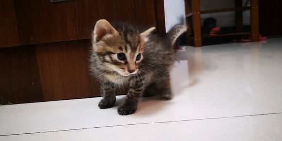 有领养小猫的，寻找爱猫人士。狸花猫-2.jpg