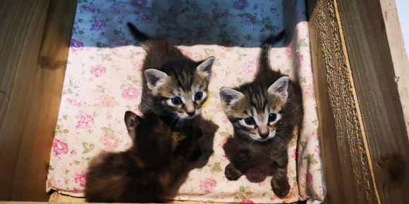 有领养小猫的，寻找爱猫人士。狸花猫-4.jpg