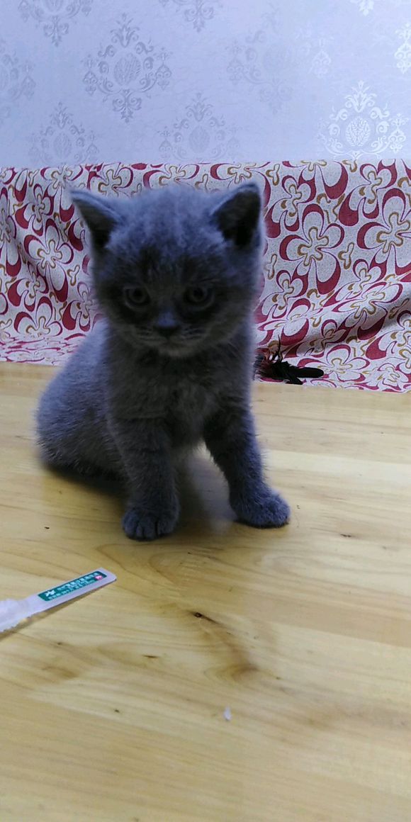 蓝猫有要的没-1.jpg