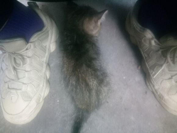 老年大学这里的小奶猫，想要的快去看看吧，可怜，家里不让养。-4.jpg