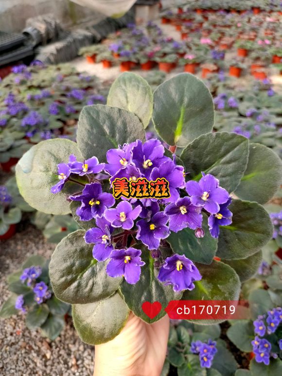 万州有没有园艺群，或者花卉爱好者-1.jpg