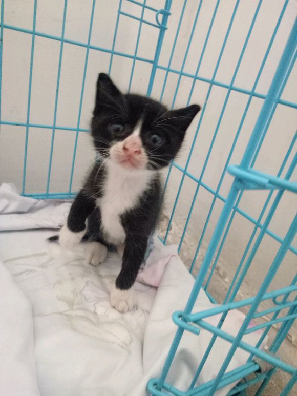 超级奶的黑猫警长猫找主子！！！-1.jpg