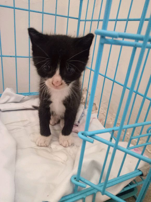 超级奶的黑猫警长猫找主子！！！-2.jpg
