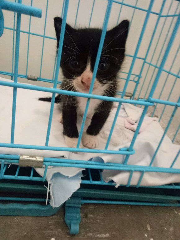 超级奶的黑猫警长猫找主子！！！-3.jpg
