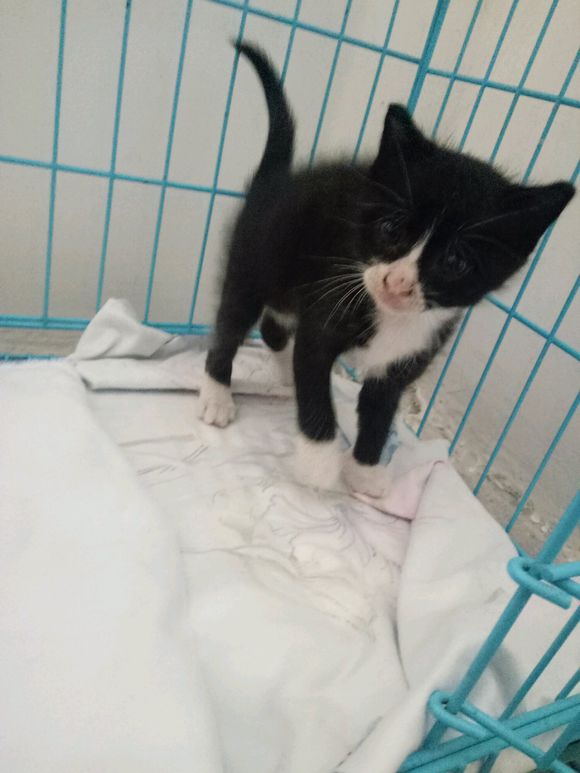 超级奶的黑猫警长猫找主子！！！-4.jpg