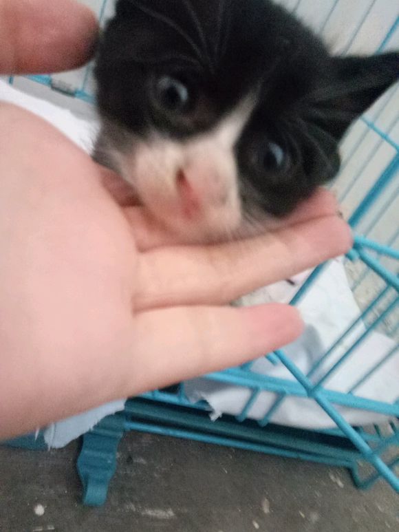 超级奶的黑猫警长猫找主子！！！-5.jpg