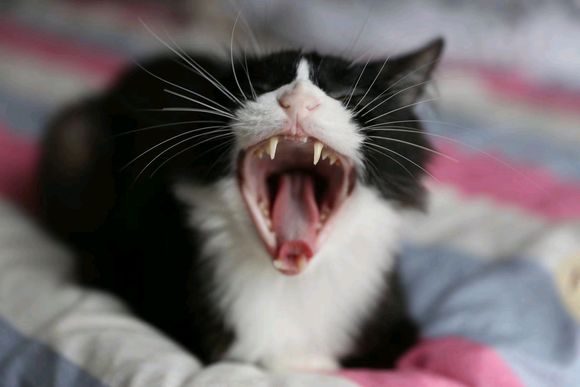超级奶的黑猫警长猫找主子！！！-1.jpg