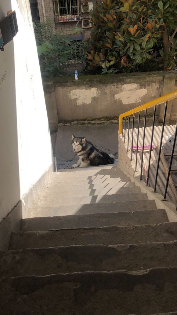 给我家狗子开一贴。预产期快到，记录一下。-1.jpg