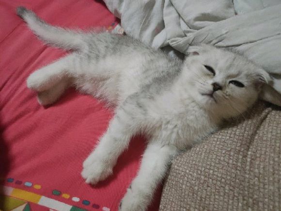 小猫咪找新家了哈，英短渐层，喜欢的联系-1.jpg