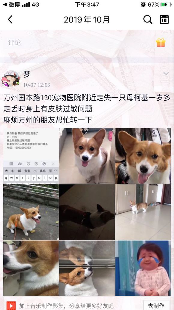 找狗 一岁母柯基 黄白 背上一撮白毛-2.jpg